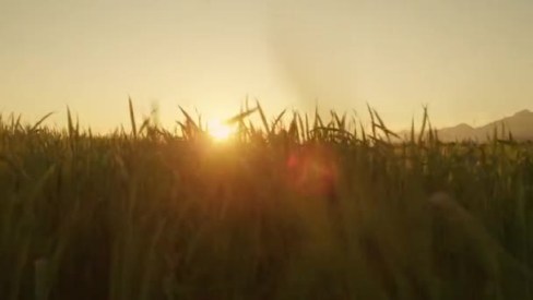 depositphotos_60683665-stock-video-sun-shining-through-wheat-field